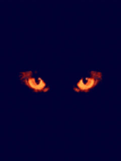 Dmdm (11)